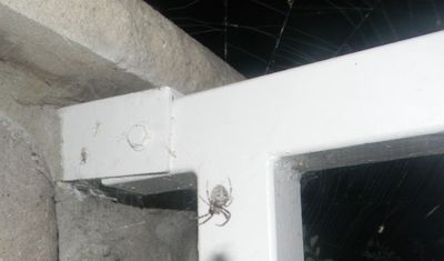 WE TOOK DOWN THE SPIDER CELL NETWORK