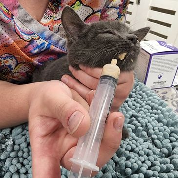 cat, kitten, dog, puppy, emergency veterinary hospital, urgent animal hospital, emergency