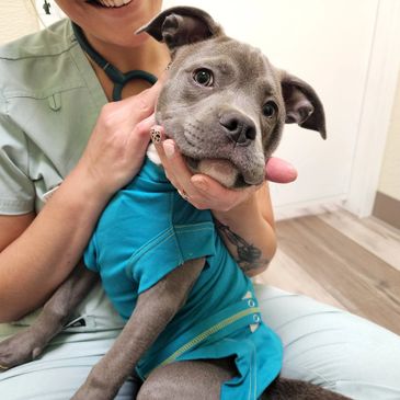 dog, puppy, cat, kitten, emergency veterinarian, emergency veterinary hospital, animal hospital