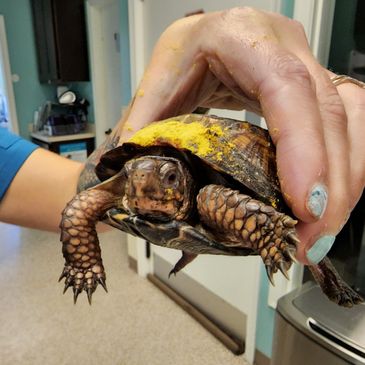 tortoise, turtle, reptile, amphibian, exotic pet, exotic animal, exotic veterinarian, exotic animal