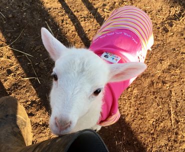 Cute little lamb 