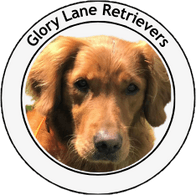 Glory Lane Retrievers