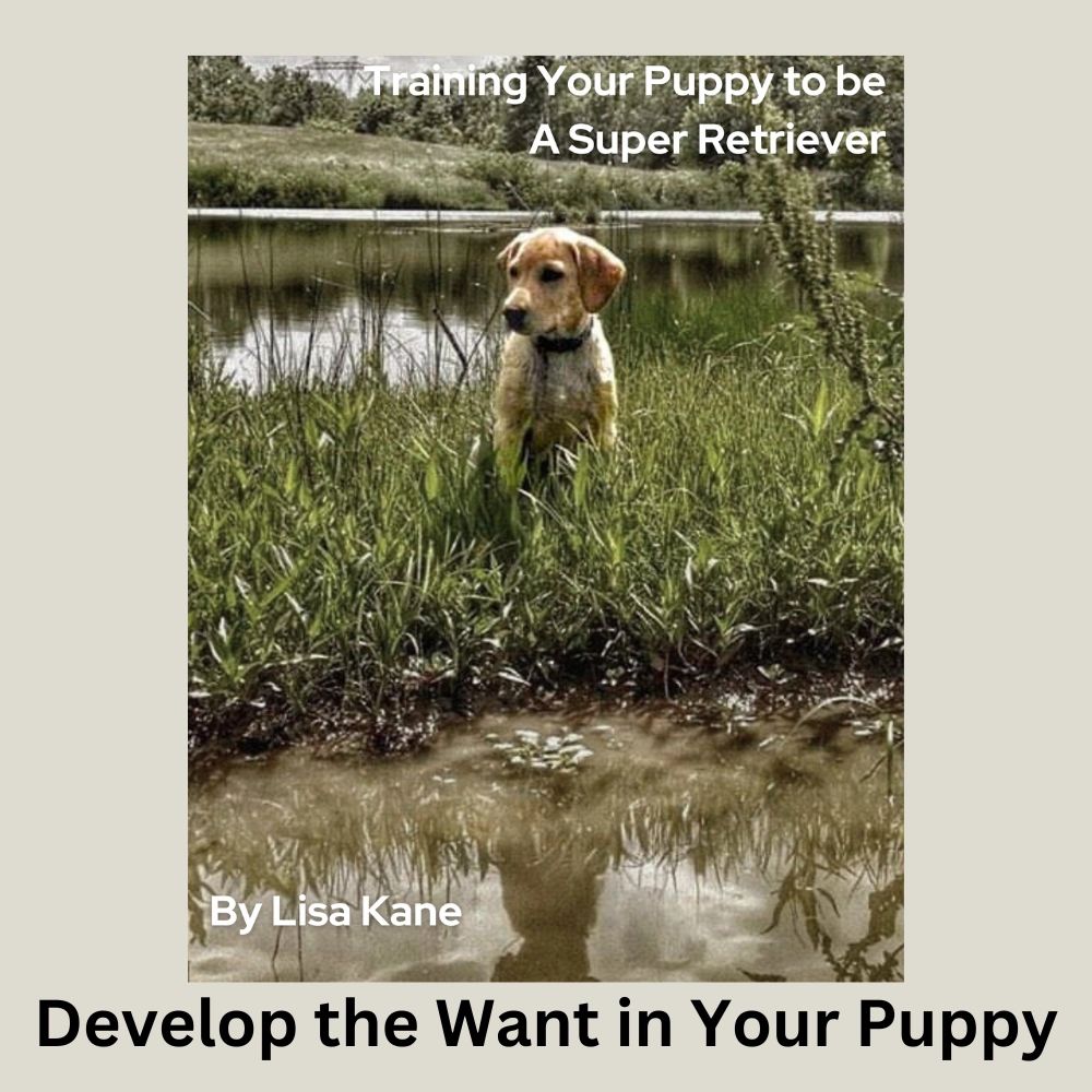 Cover of the Book Train Your Puppy to be a Super Retriever