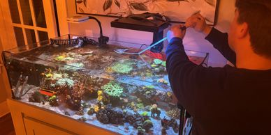 Person maintaining a vibrant reef aquarium with a blowtorch.