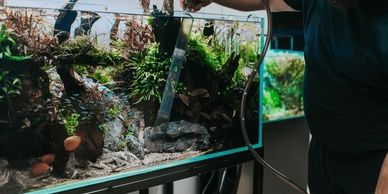 Person maintaining a lush terrarium with a hose.