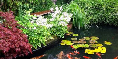 A serene pond with colorful koi fish and lush greenery.