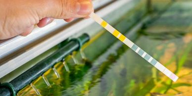 Hand holding a test strip over aquarium water for testing.