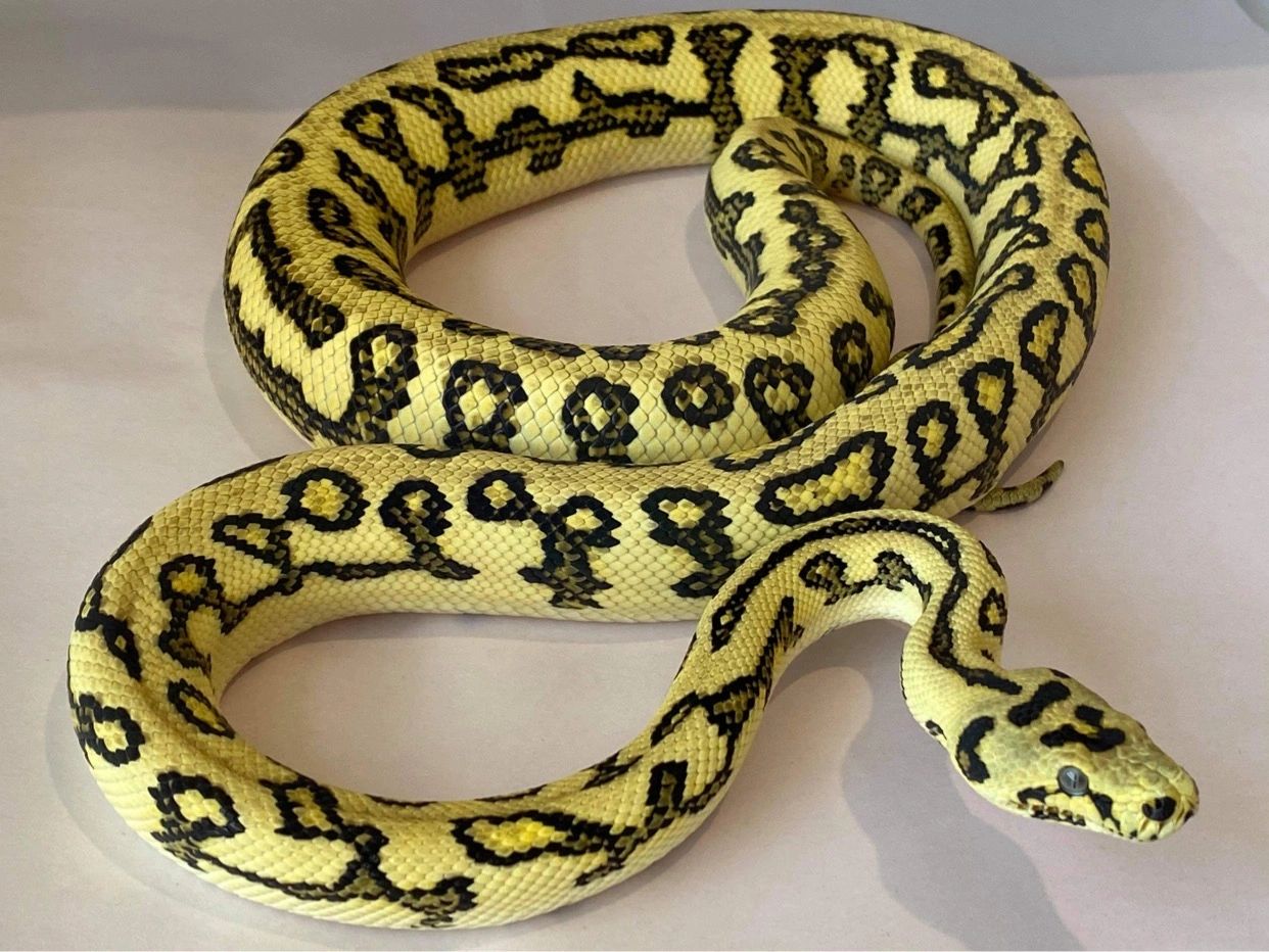 Pythons-  NOVA- High Yellow Ocelot Jungle Jaguar