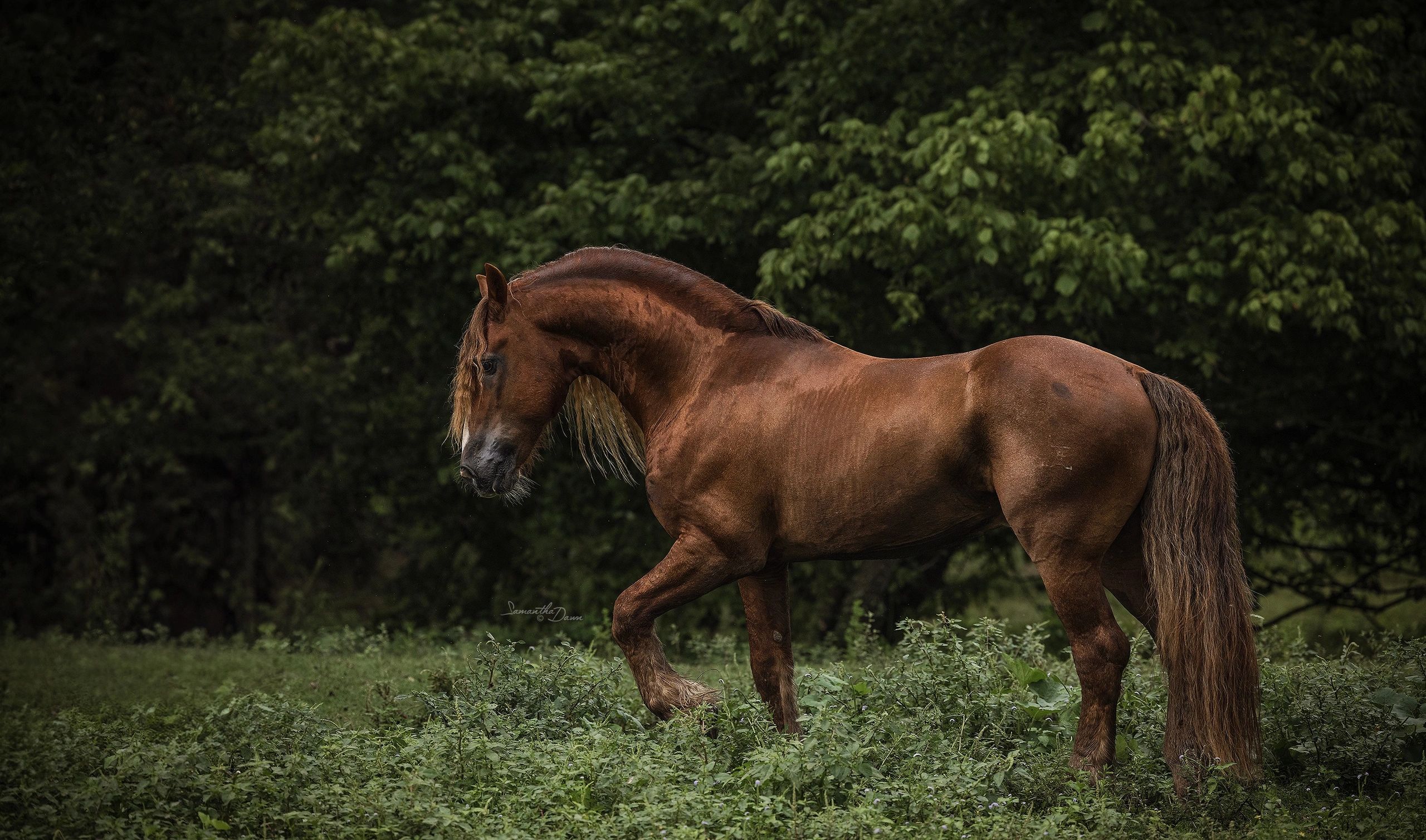 Chestnut Friesians