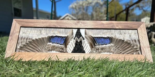 Framed bird wings art with vivid blue and brown feathers displayed on grass.