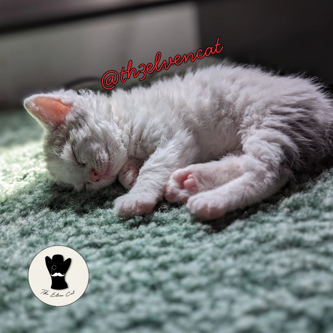 Selkirk Rex