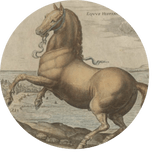 Jess Morton - Equestrian Journalist 