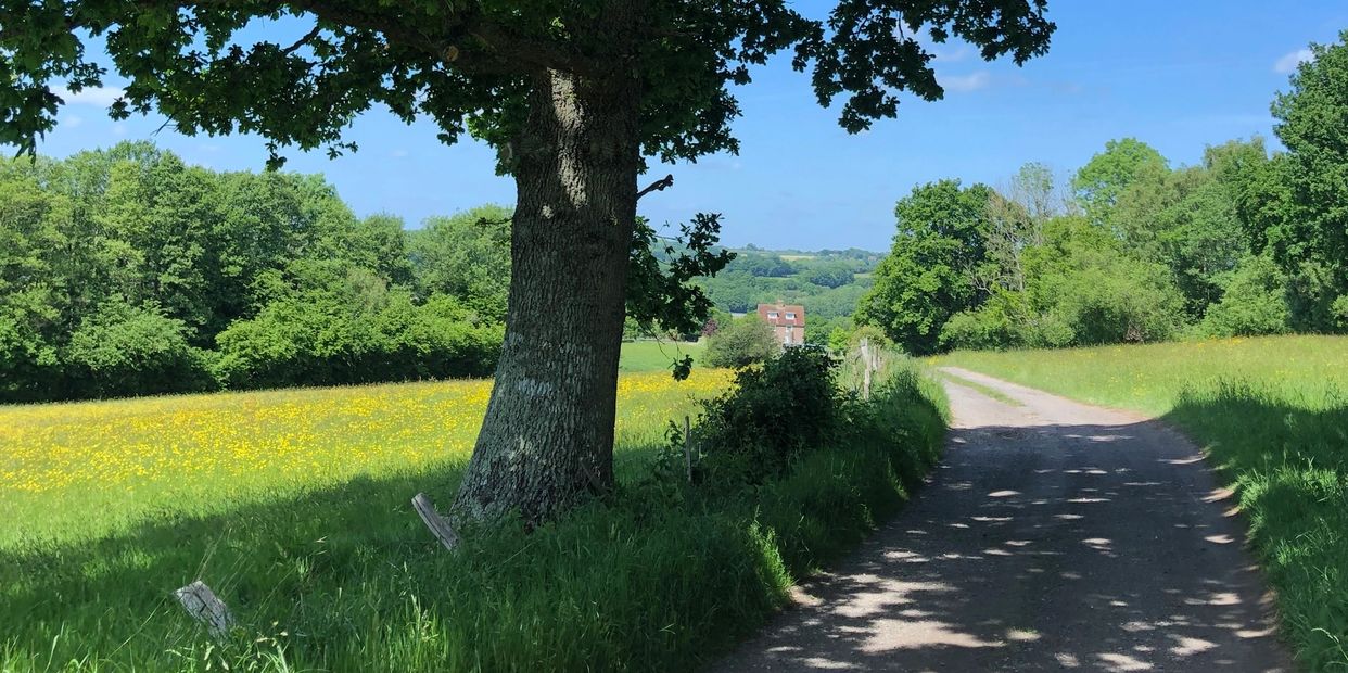 Countryside path next to fields and an oak tree leading down to a farm in the sun