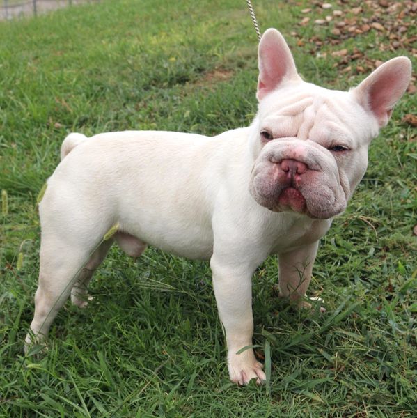 Static a award winning "Big Rope" Frenchie Stud having puppies this October