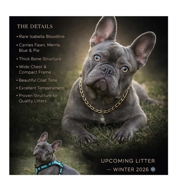 Layla our Purebred AKC French Bulldog she will be having puppies this October