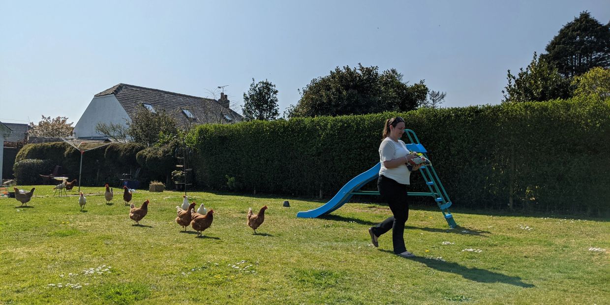 Escaped chickens following Emma because she has treats!