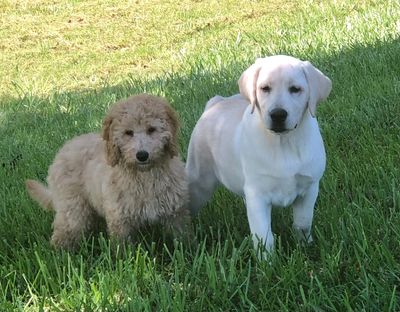 Lab puppy and Golden Doodle puppy