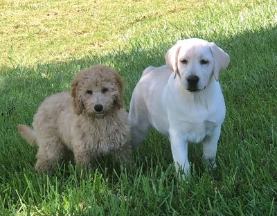Lab puppy and Golden Doodle puppy