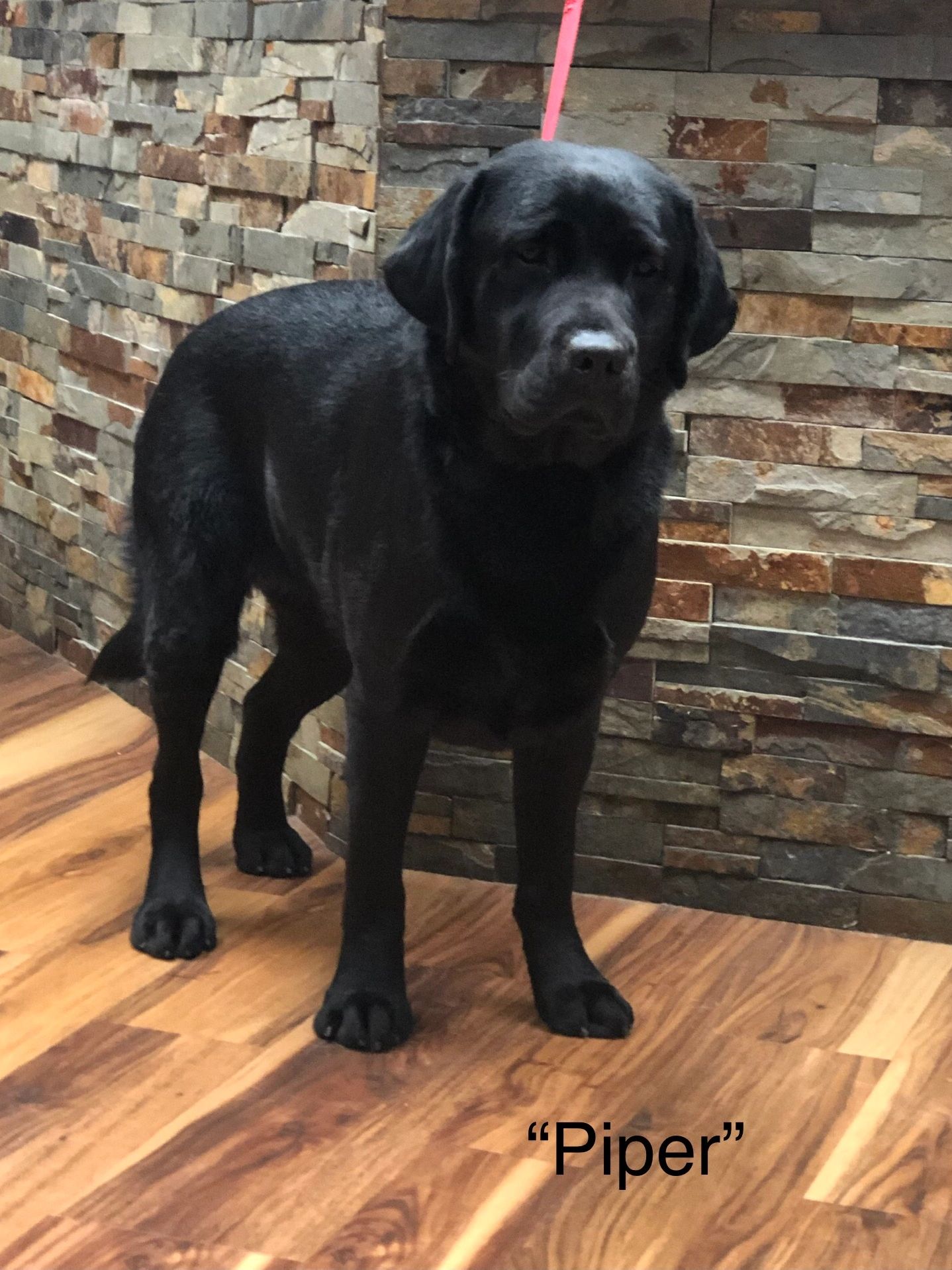 One of our favorite purchases 🤩🤩🤩 #blacklab #labrador #labsoftiktok