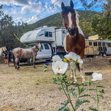Horse camping scene with 3 horses on a hi line and a truck camper and horse trailer in the back.