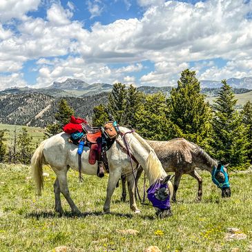 Two horses grazing. One horse is wearing a saddle and saddle bags.
