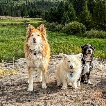 A red dog, a white dog and a black and white dog in the forest.