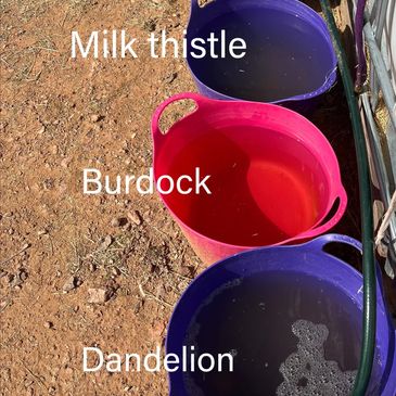 pink and purple buckets filled with water and loose tea.