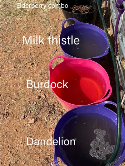 buckets filled with herbal water with herb name over bucket