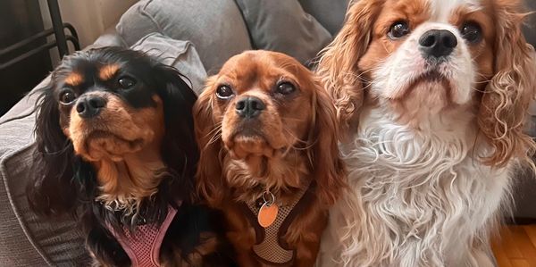 Three King Charles cavaliers 