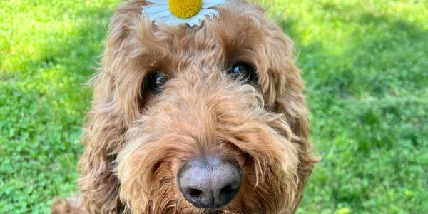 Dog with daisy on his head 