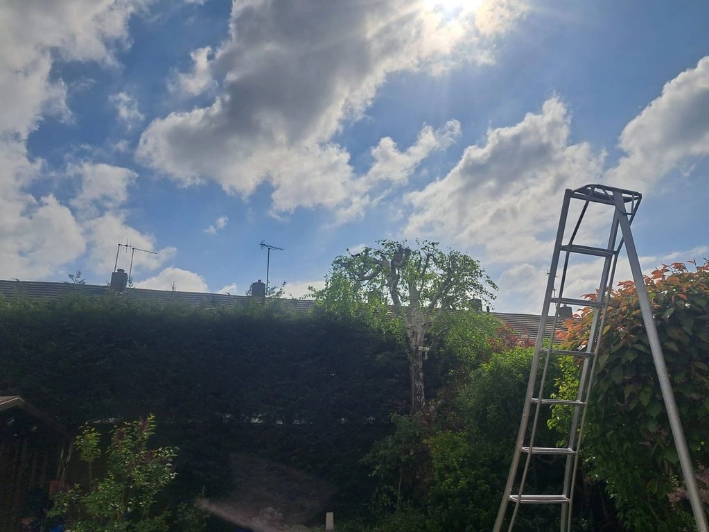 A garden with a sunny sky, clouds, and a tall ladder near greenery.