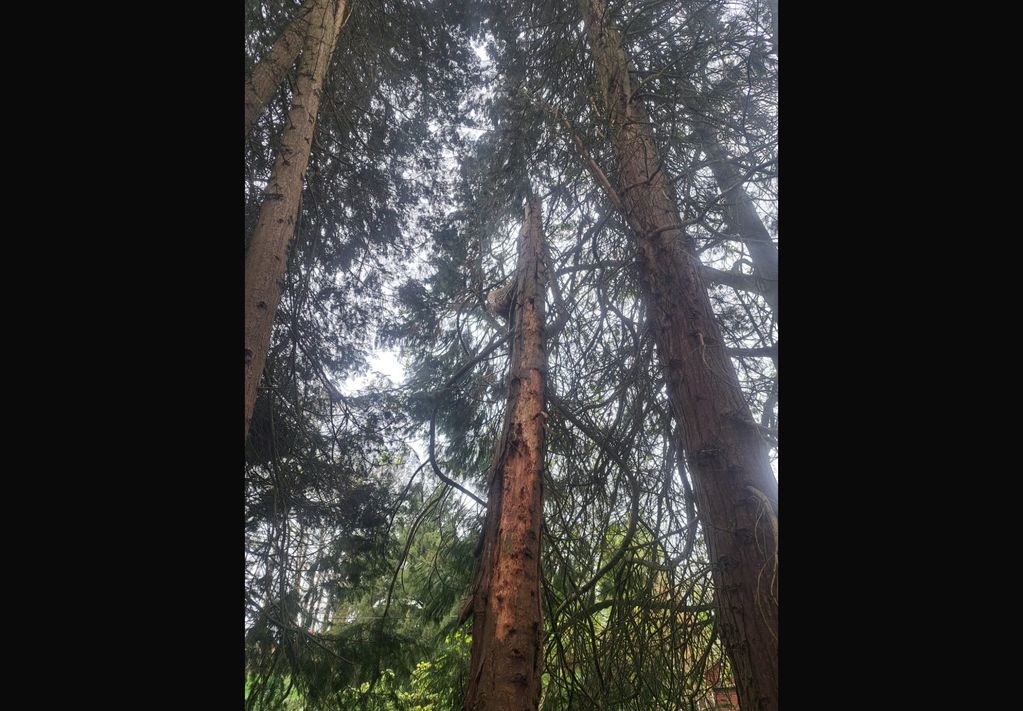 Tall trees reaching up to a cloudy sky in a dense forest.