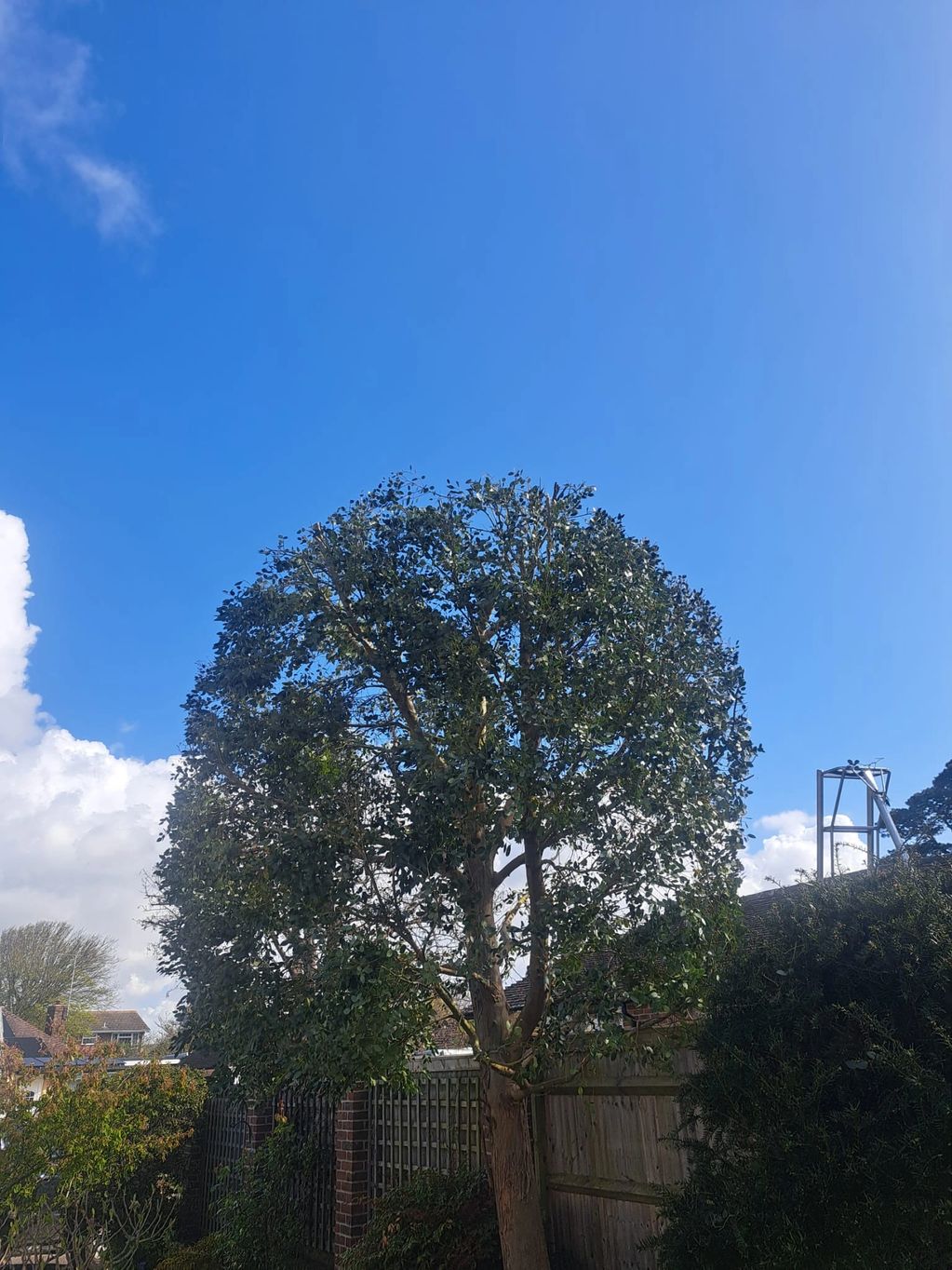 A large leafy tree stands against a bright blue sky in a residential garden.