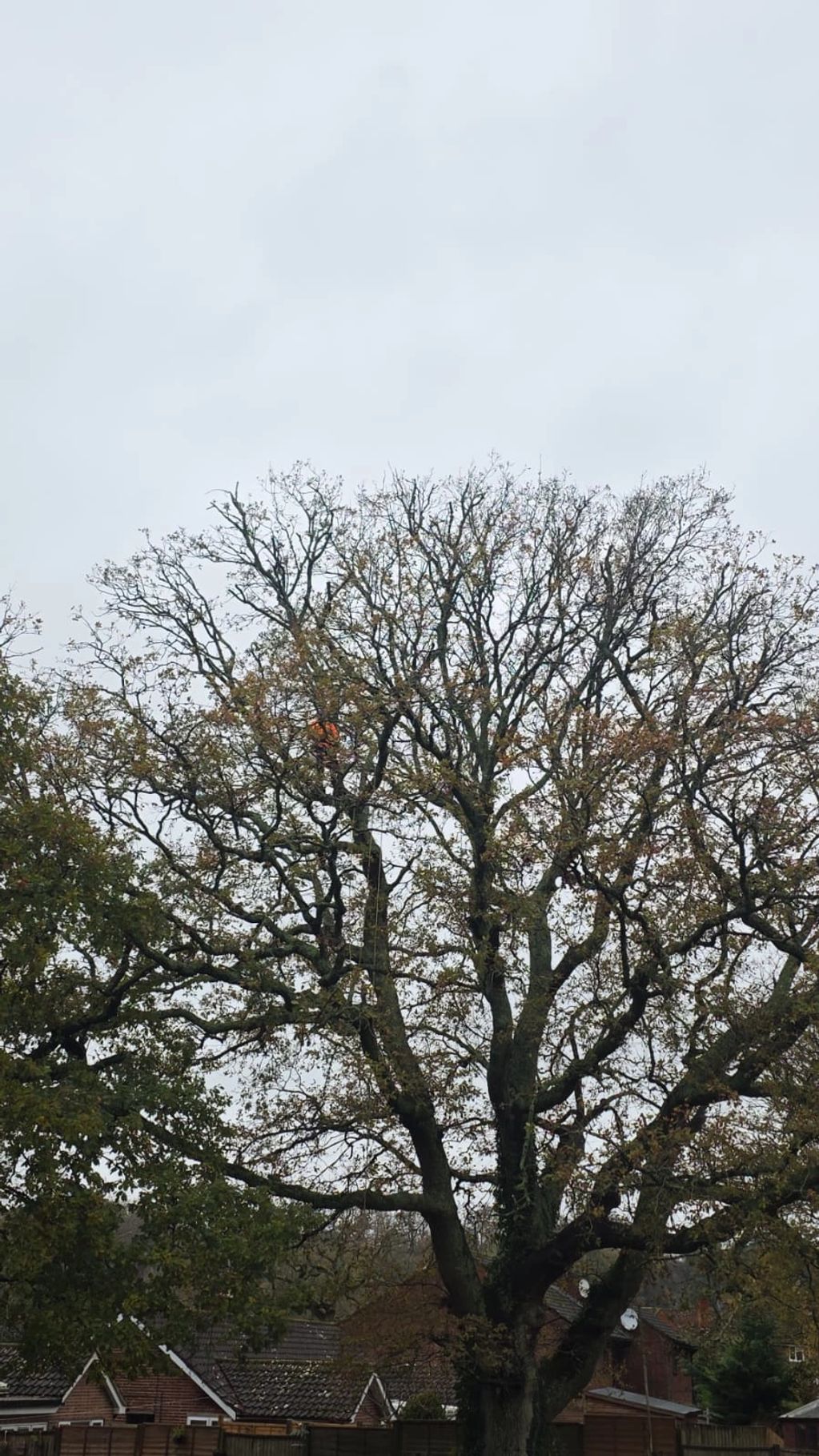 A large tree with sparse leaves against a cloudy sky.