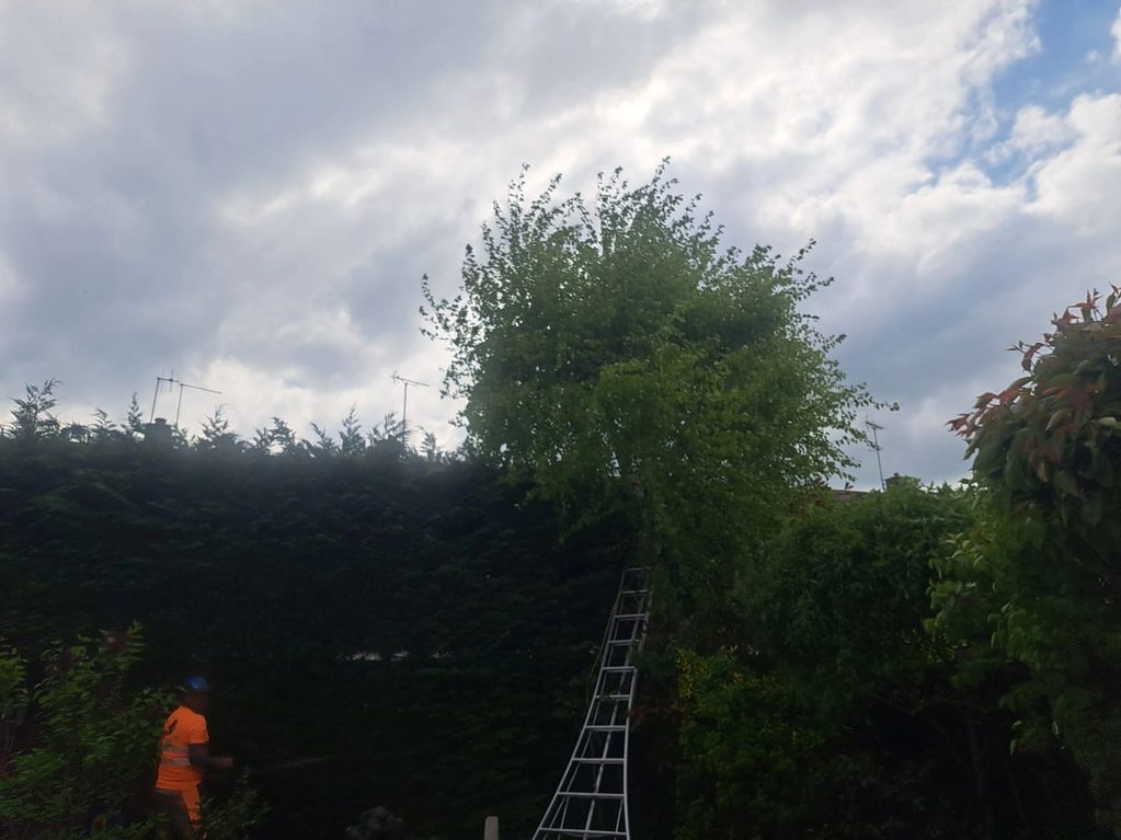 A person in orange gear chopping a tree near a ladder on a cloudy day.