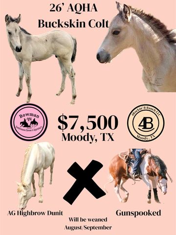 Ad for a 26' AQHA Buckskin Colt priced at $7,500 in Moody, TX.