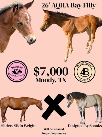 Advertisement for a 26' AQHA Bay Filly for sale in Moody, TX, priced at $7,000.