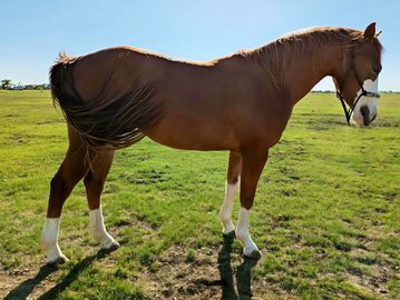 A brown horse standing on a grassy field under a clear blue sky.