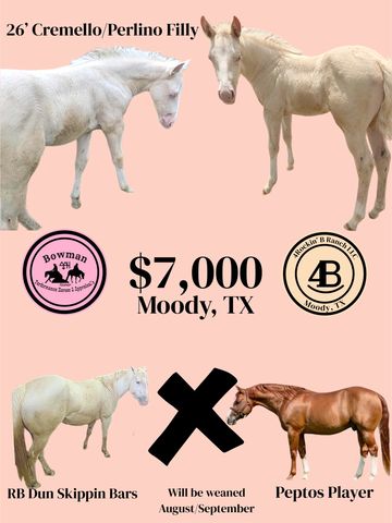 Advertisement for a 26' Cremello/Perlino filly priced at $7,000 in Moody, TX.