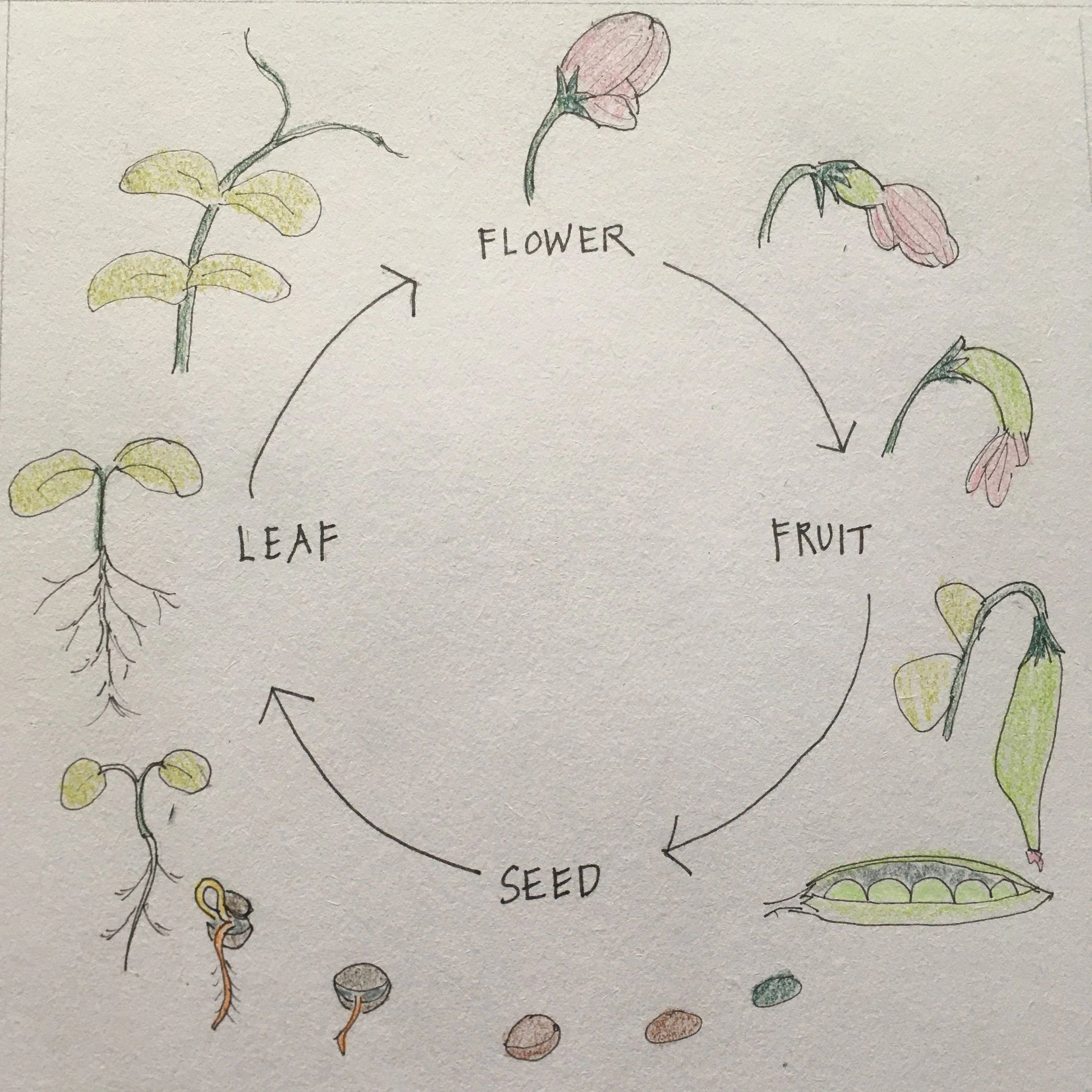Planting Seeds - a workshop