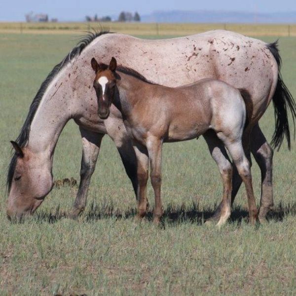 Valentine Appaloosa - Buckskin - DAH Special