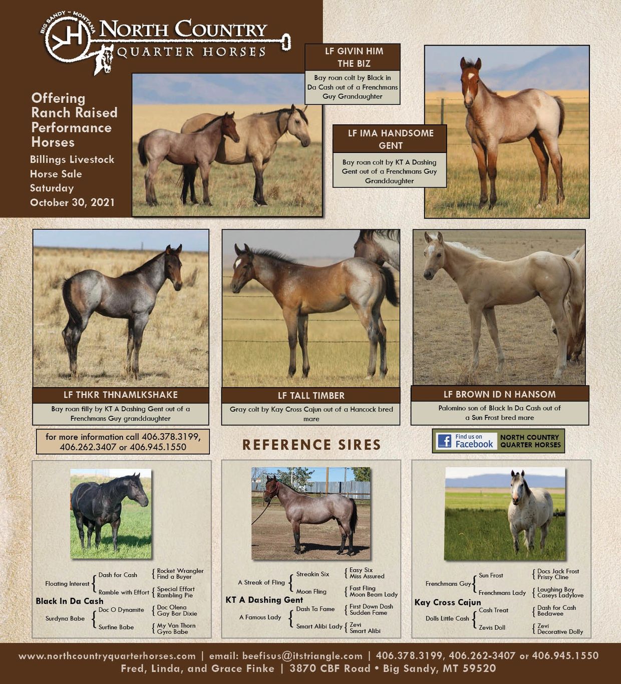 horses for sale in montana and wyoming