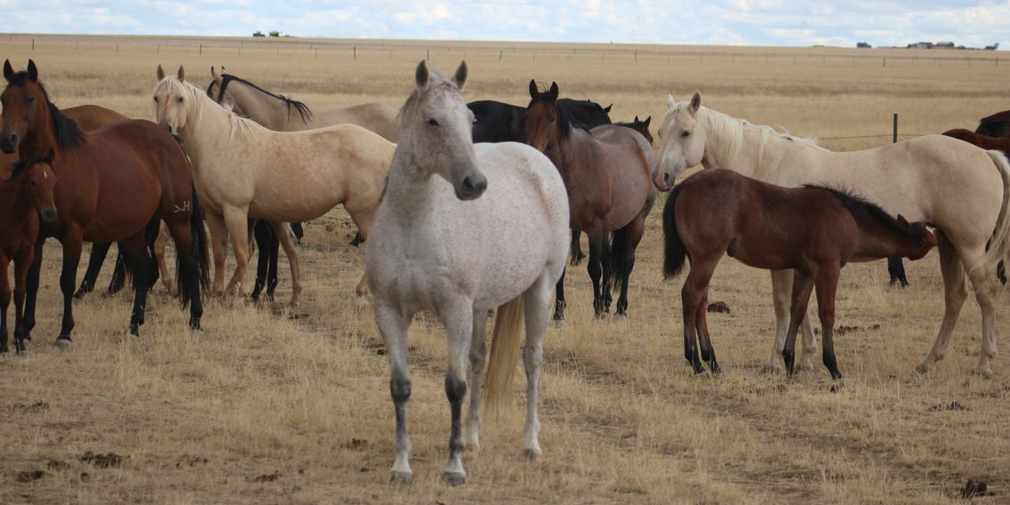 Ranch Raised Performance Horses North Country Quarter Horses