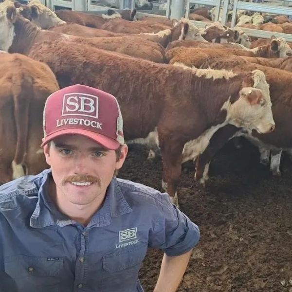 Man wearing SB Livestock cap and shirt stands in front of a group of cattle.