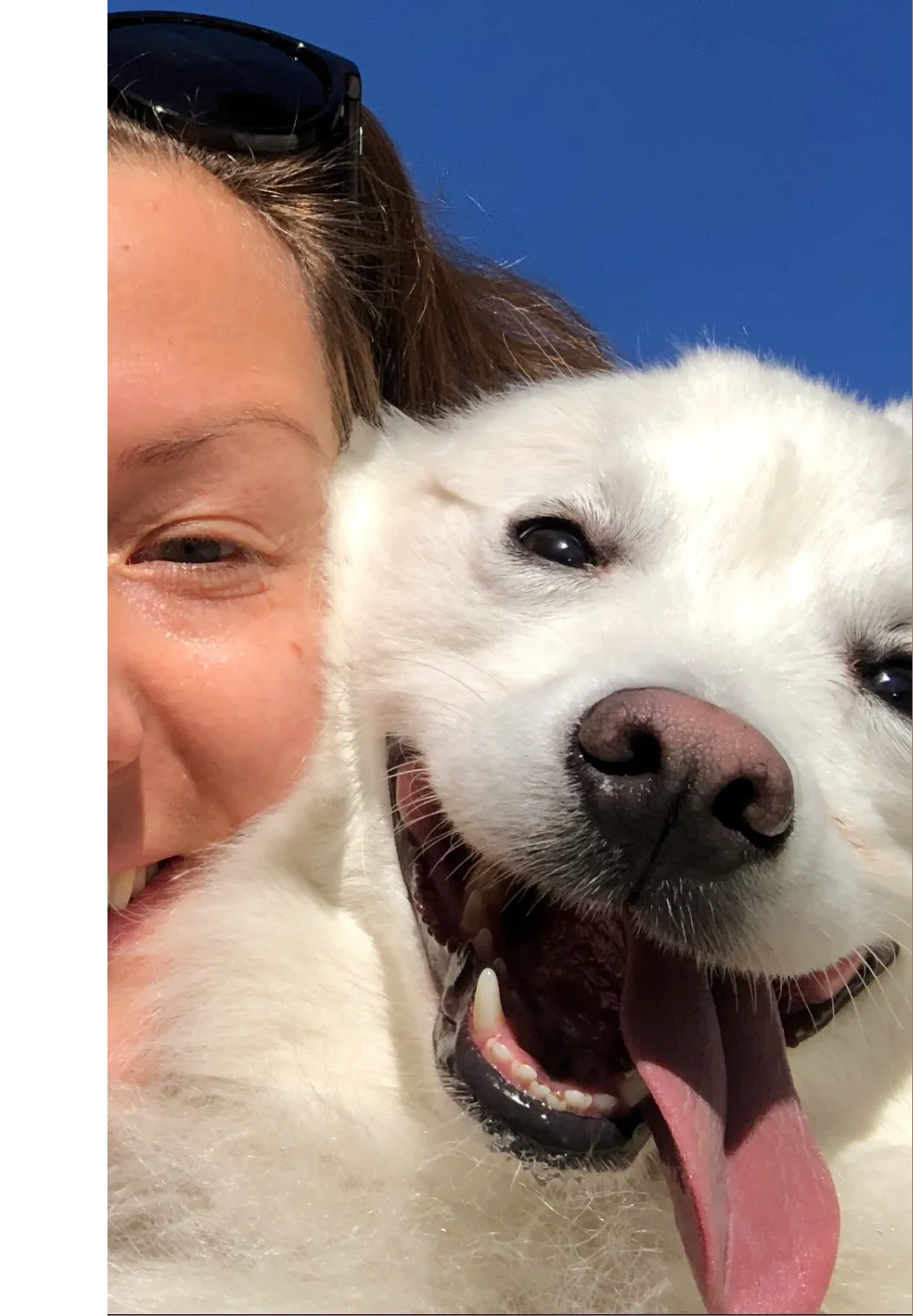 EXPERIENCED DOG WALKER HAZLET NJ, MIDDLETOWN NJ, RED BANK NJ, ATLANTIC HIGHLANDS NJ, HOLMDEL NJ