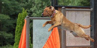 A dog in mid-air jumping over an obstacle outdoors.