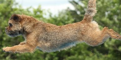 A brown dog is captured mid-air while running outdoors.