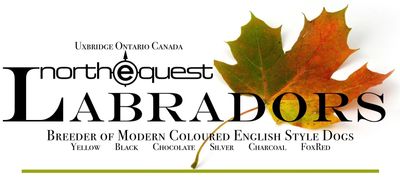 Logo for Northquest Labradors in Uxbridge, Ontario, Canada with autumn leaves.