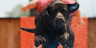 A black dog jumps through water droplets with a blurred person in the background.