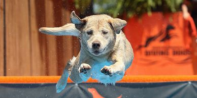 A dog leaping mid-air towards the camera with ears flapping.
